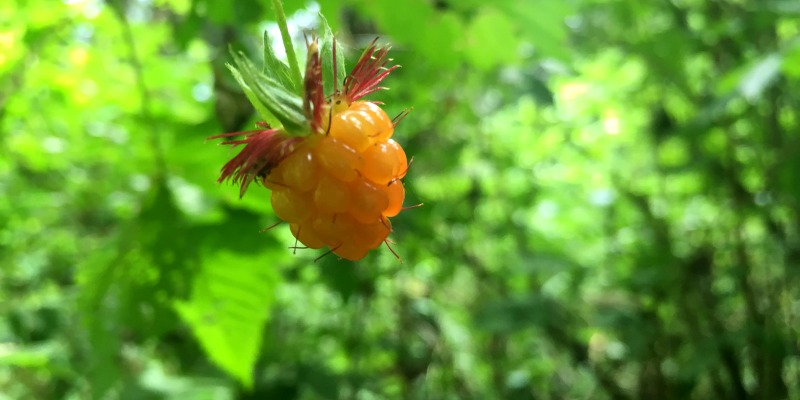 Five Life Changing Native Plants Trees At Washington State Parks Washington State Parks Foundation