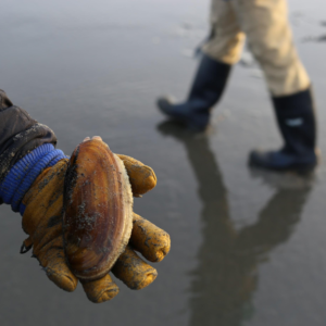 Razor clamming is fun for everyone - Washington State Parks Foundation