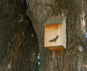 Bat houses at Mount St. Helens Visitor Center