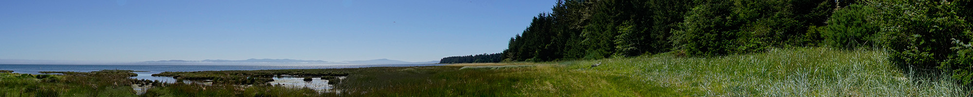 Dune Forest Loop Trail, Leadbetter Point State Park