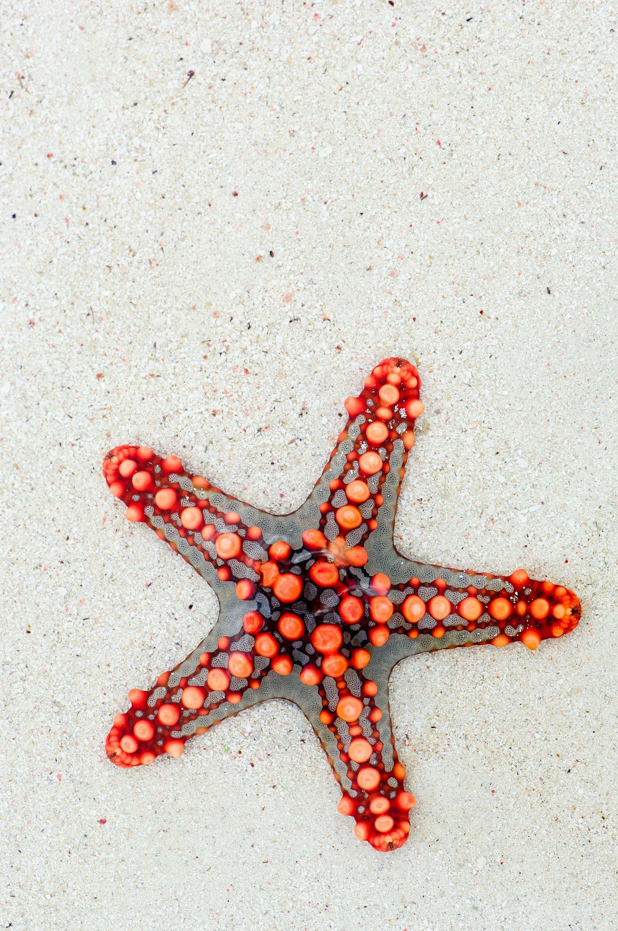 starfish-74535_1920
