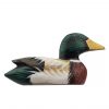 Mallard duck