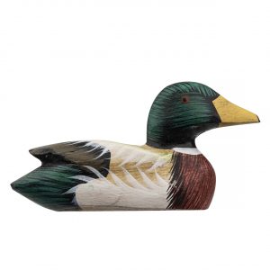 Mallard duck