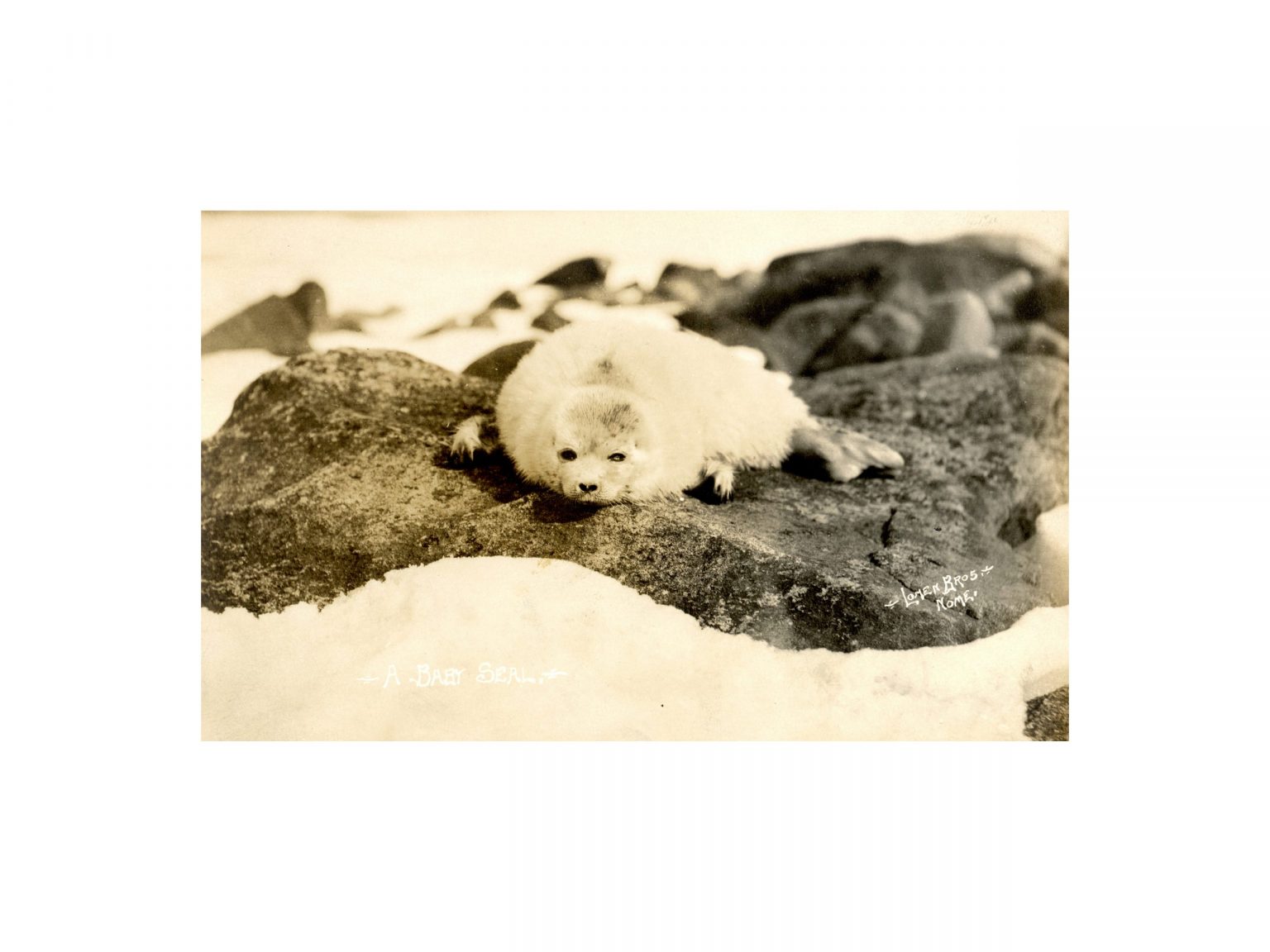 baby seal photograph