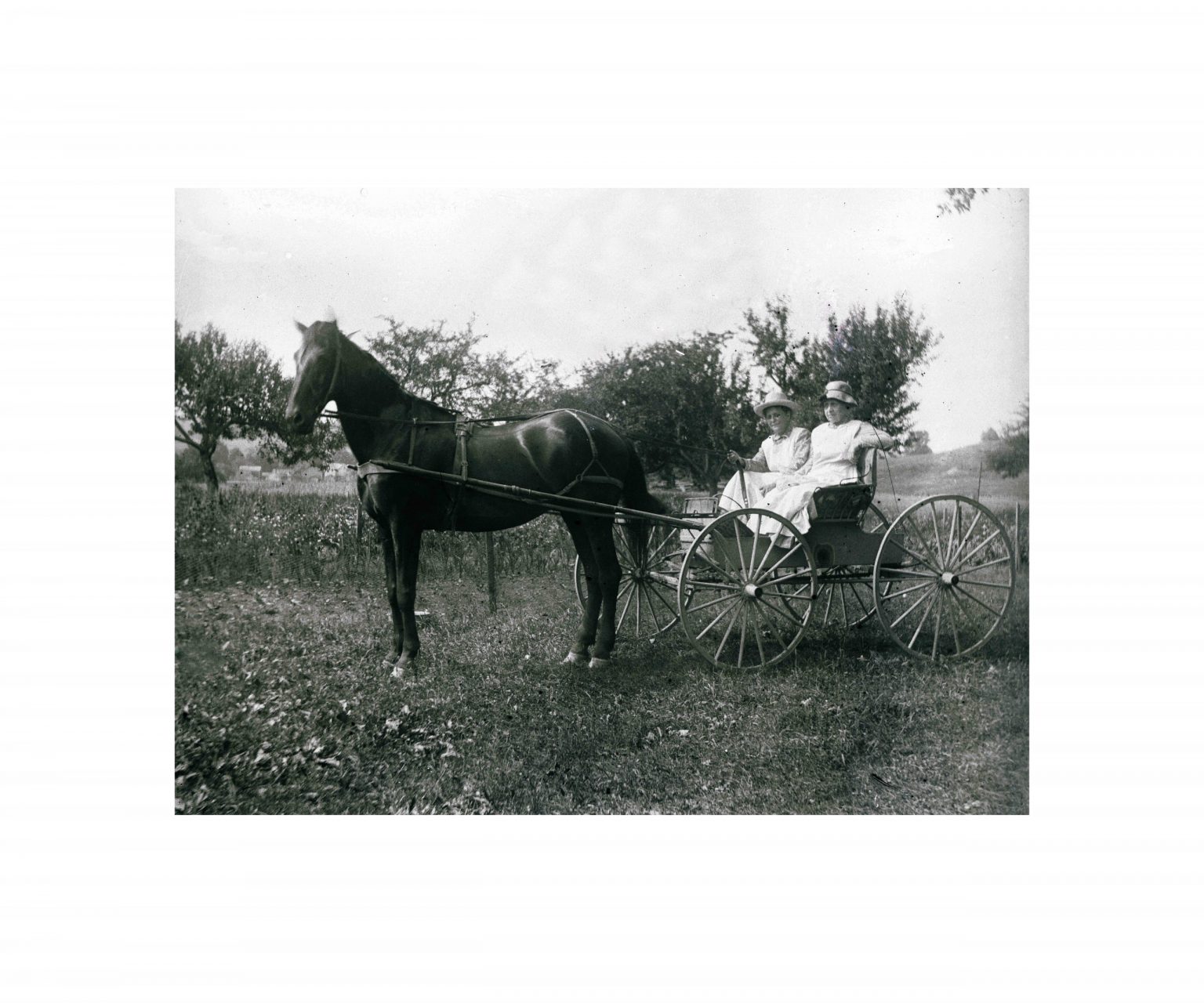 Horse and Buggy Photograph