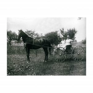 Horse and Buggy Photograph