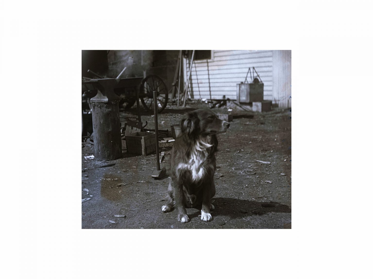 Antique Dog Photograph