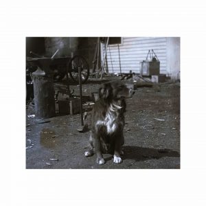 Antique Dog Photograph