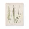 Close flowered Calamagrostis Print