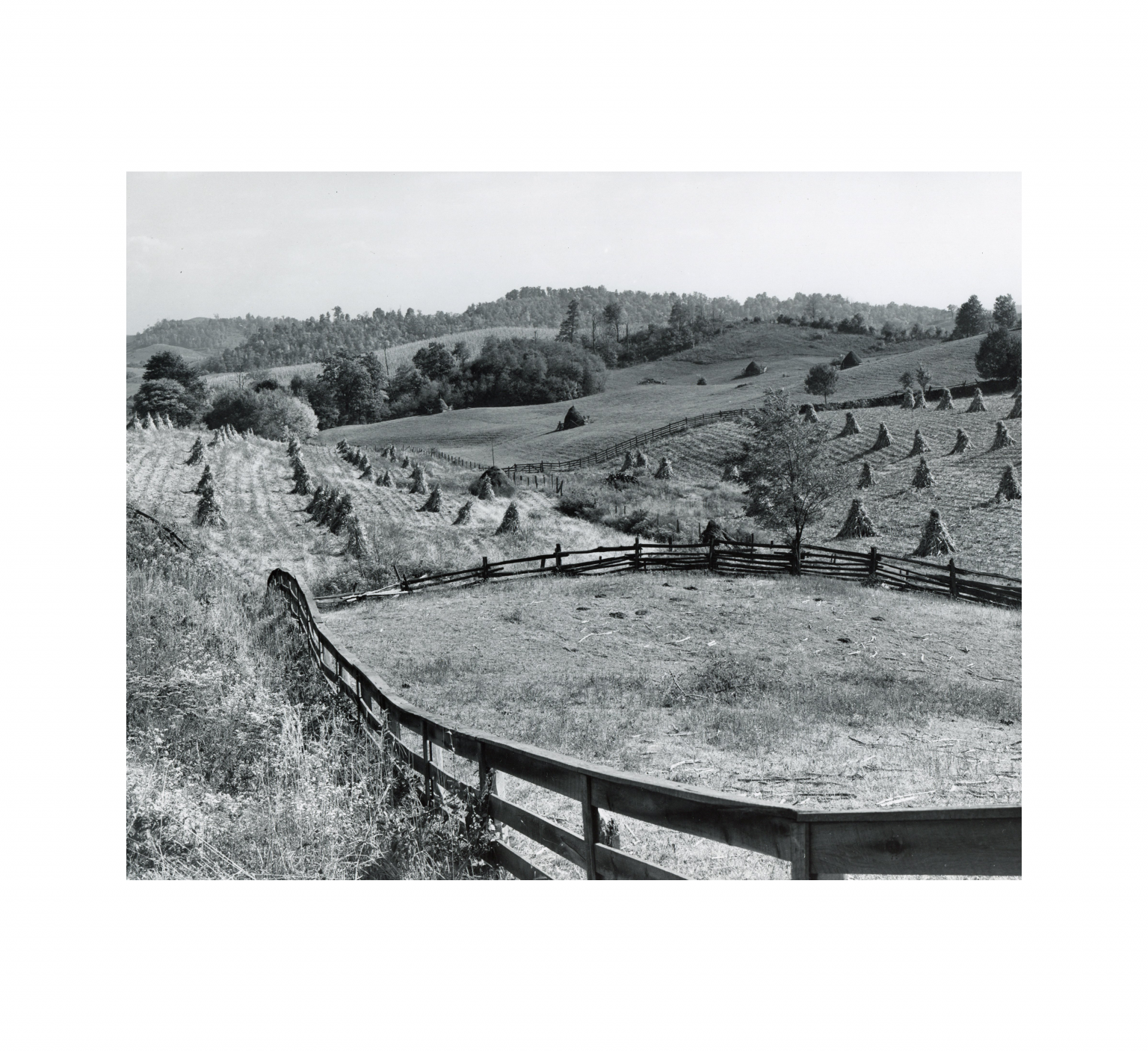 Marion Post Wolcott, 1910-1990- Untitled photo, possibly related to Cornshocks and fences on farm near Marion, Virginia - 1940 Oct. - Gelatin silver print photograph