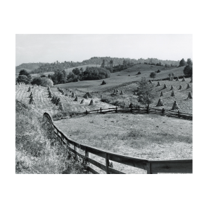Marion Post Wolcott, 1910-1990- Untitled photo, possibly related to Cornshocks and fences on farm near Marion, Virginia - 1940 Oct. - Gelatin silver print photograph