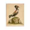 Johan Seligmann bird print