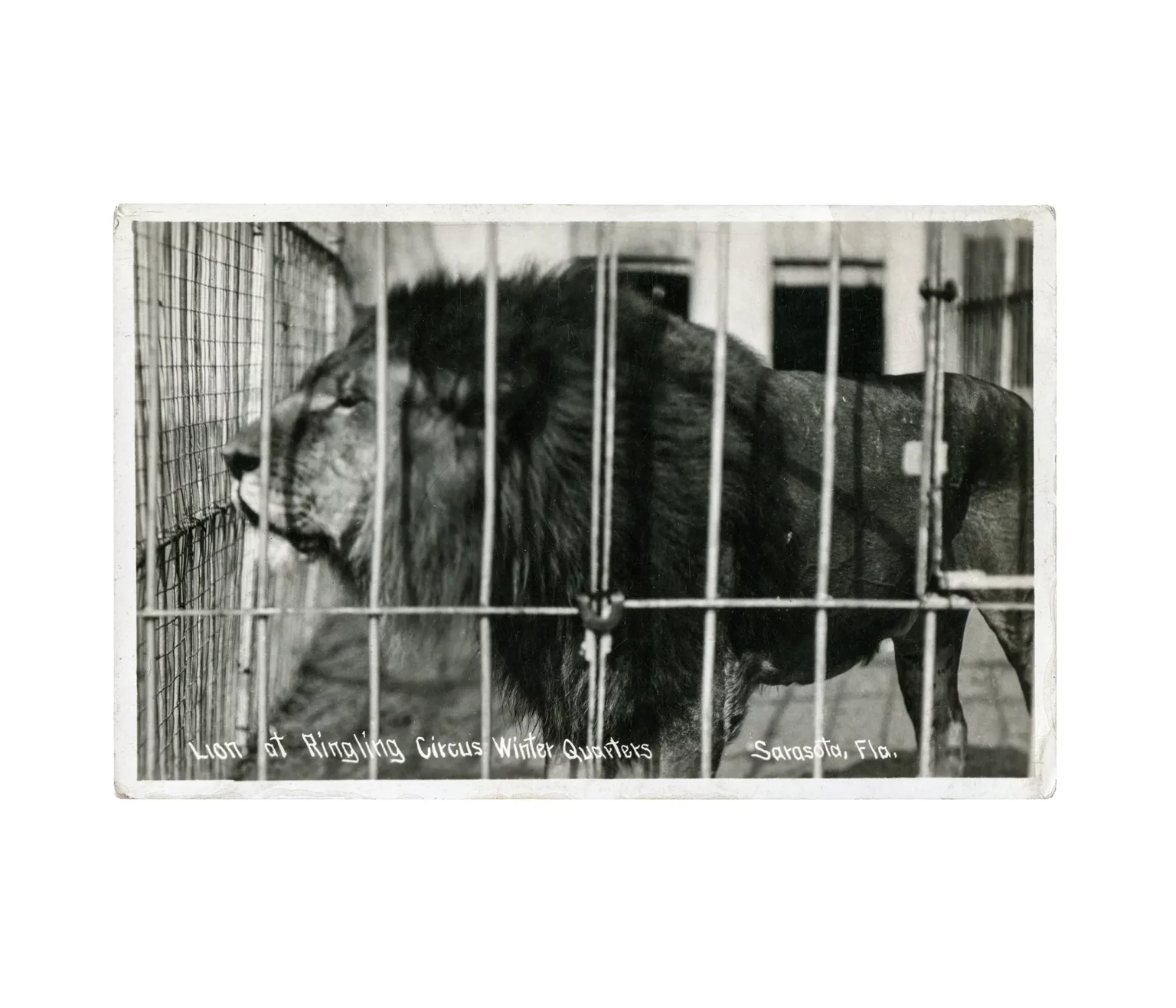 Ringling Bros Lion Postcard
