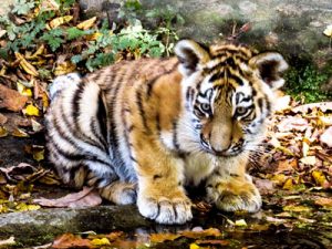 Image of a baby tiger