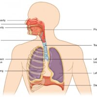 Respiratory System