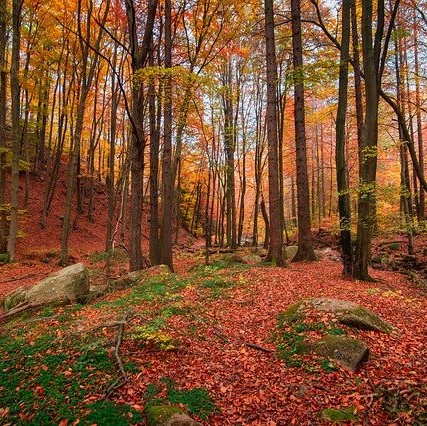 automne forêt en automne