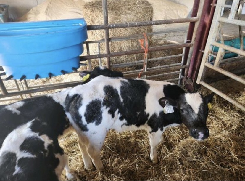 Top quality beef calves for sale