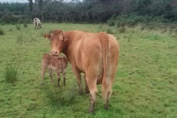Limousin Cow with Limousin Heifer at foot