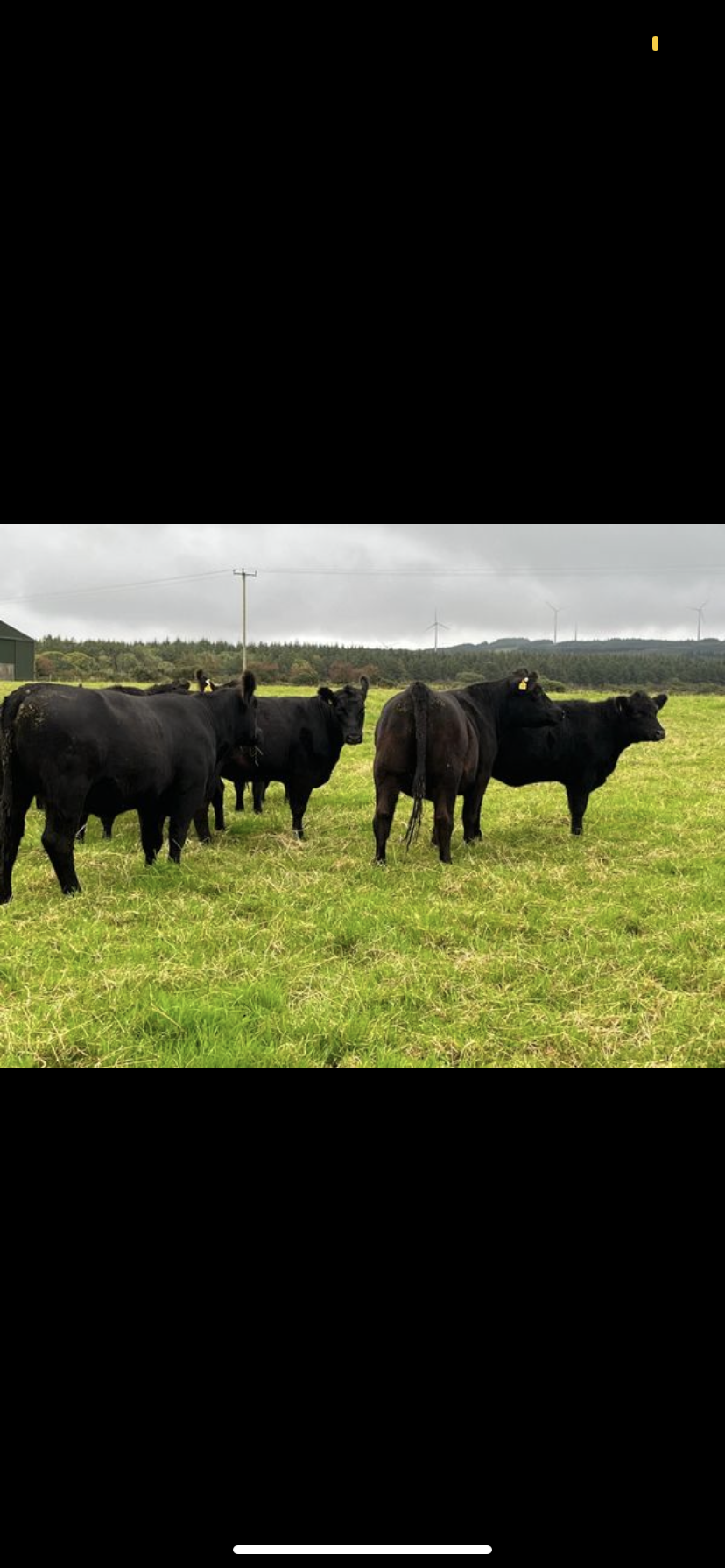 6 Pedigree Angus in calf heifers