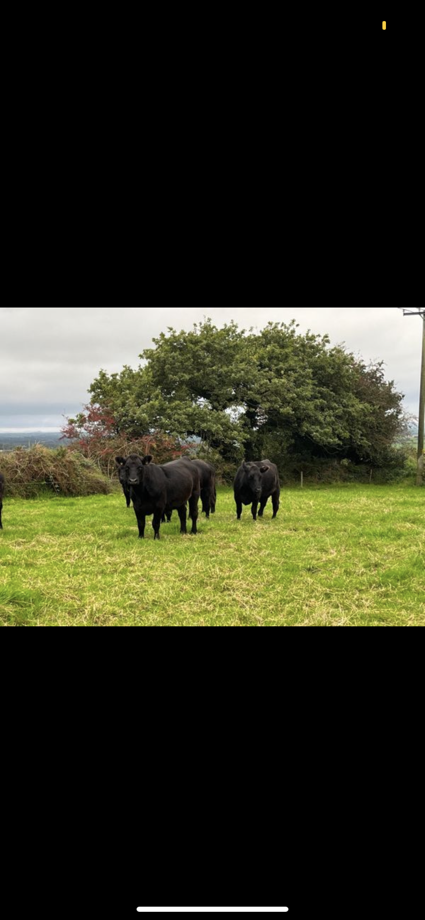 6 Pedigree Angus in calf heifers