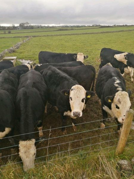 HEX Heifers for sale