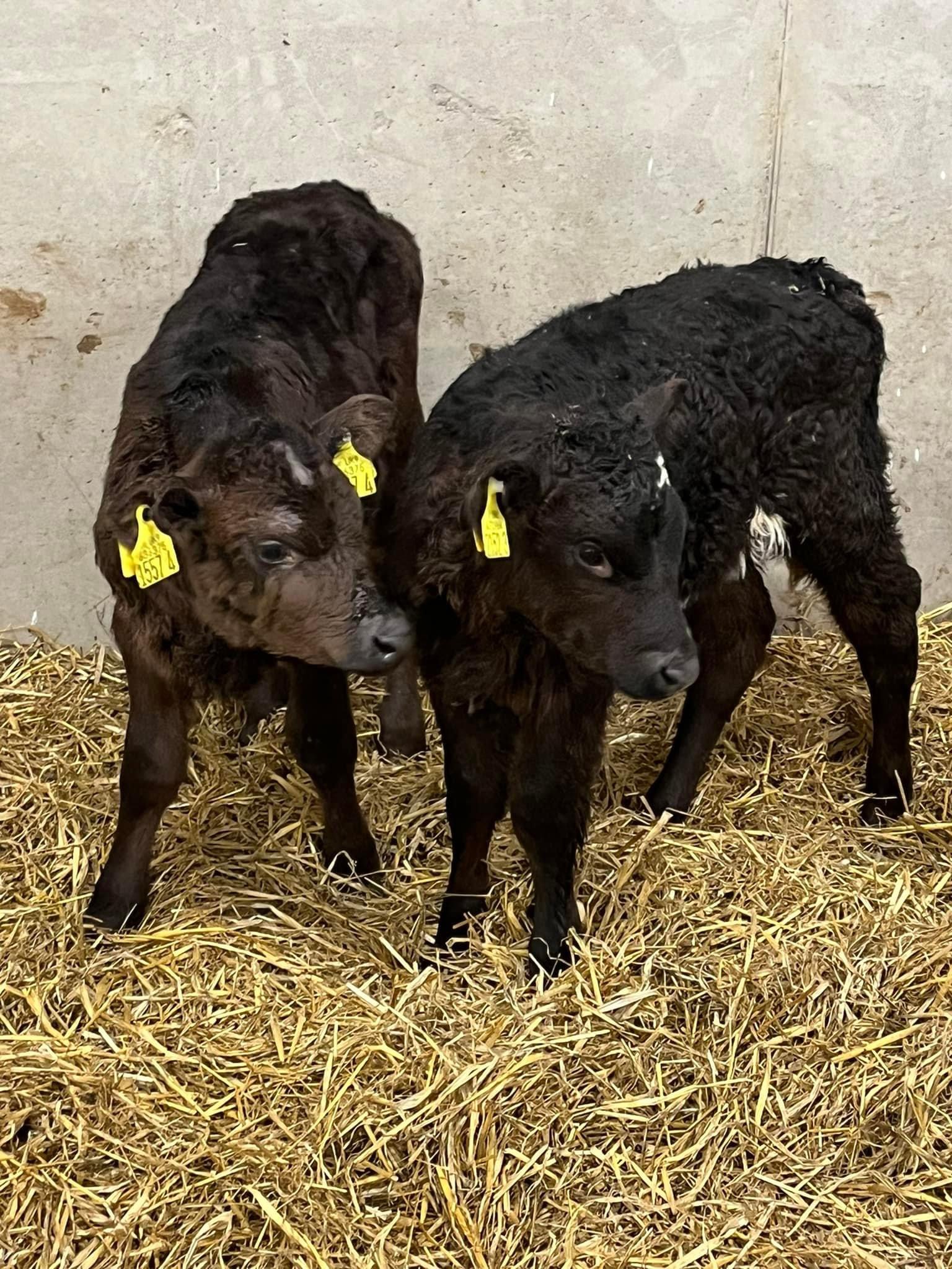 3 Limousin Heifer Calves