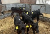 9 AA Heifer Calves For Sale