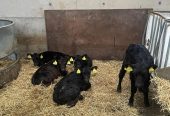 9 AA Heifer Calves For Sale