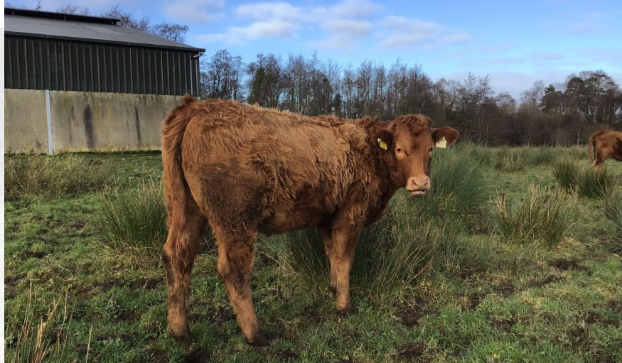 Organic Limousin bulls & heifers