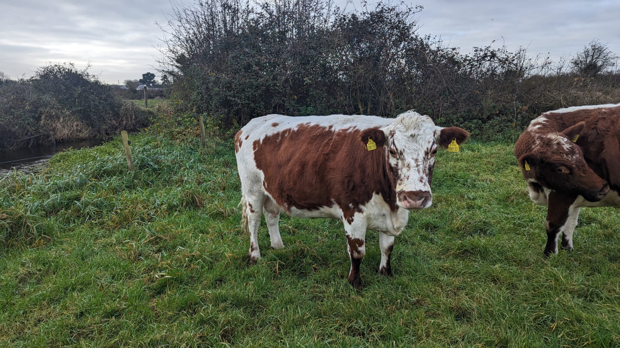 2 Organic Pedigree Irish Moiled Cows