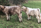 Organic Limousin bulls & heifers