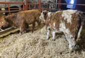 Two Beef Bred Heifers for sale