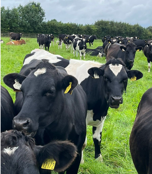48 high EBI in-calf heifers