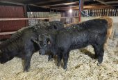 Three Limousin Heifers for sale