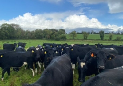 Organic Dairy in-calf heifers
