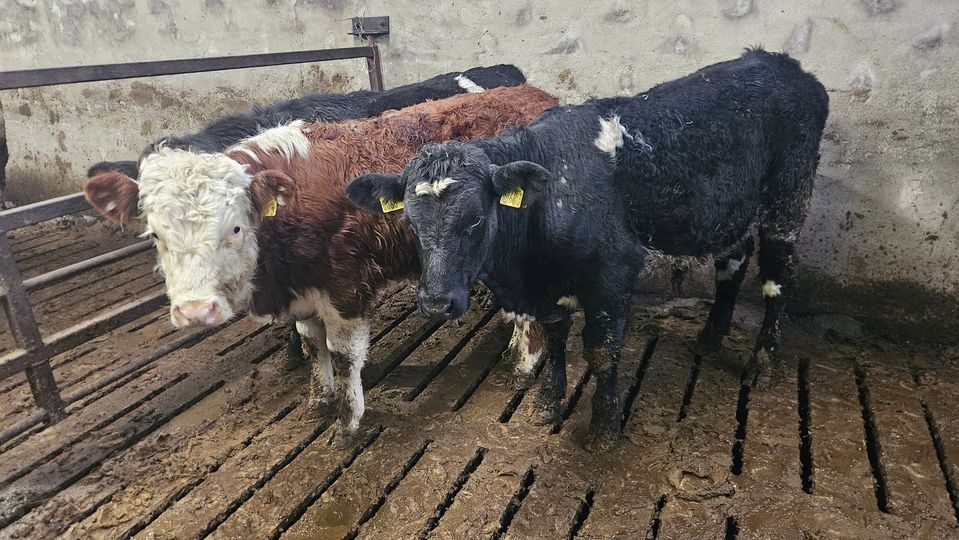 Three Beef Bred Bulls for sale! Shorthorn , Stabiliser & Herefor