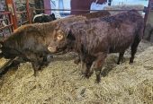 Red Lim Heifers For Sale