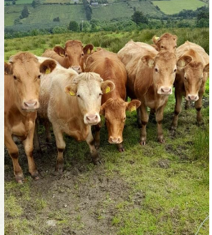 Organic Cattle for Sale