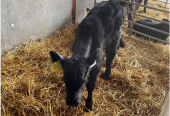 Organic calves for sale
