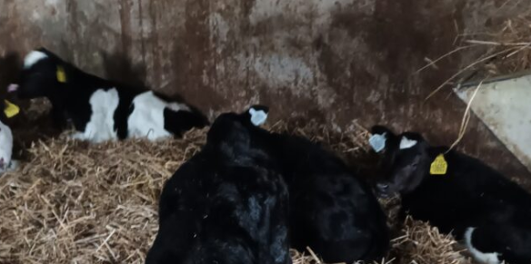 Organic Calves for sale