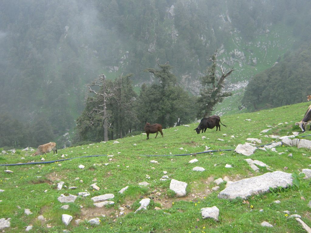 justwravel_triund2-min