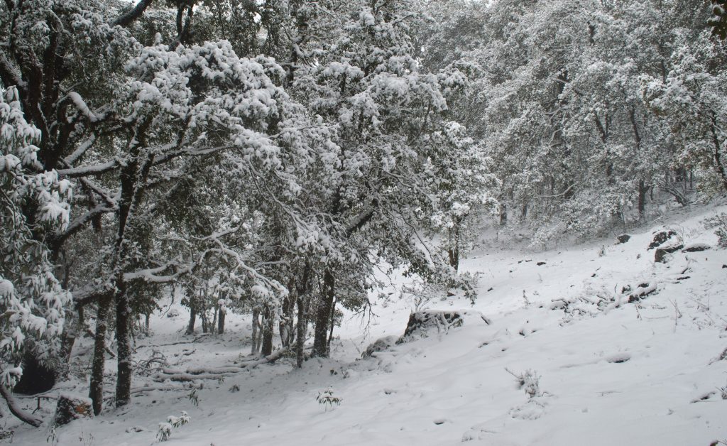 Weekend Snow Trek Nagtibba 