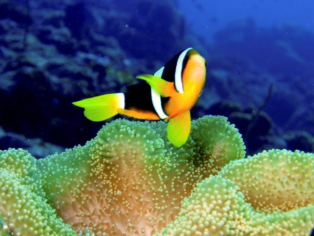 Top 5 Scuba diving spots in India