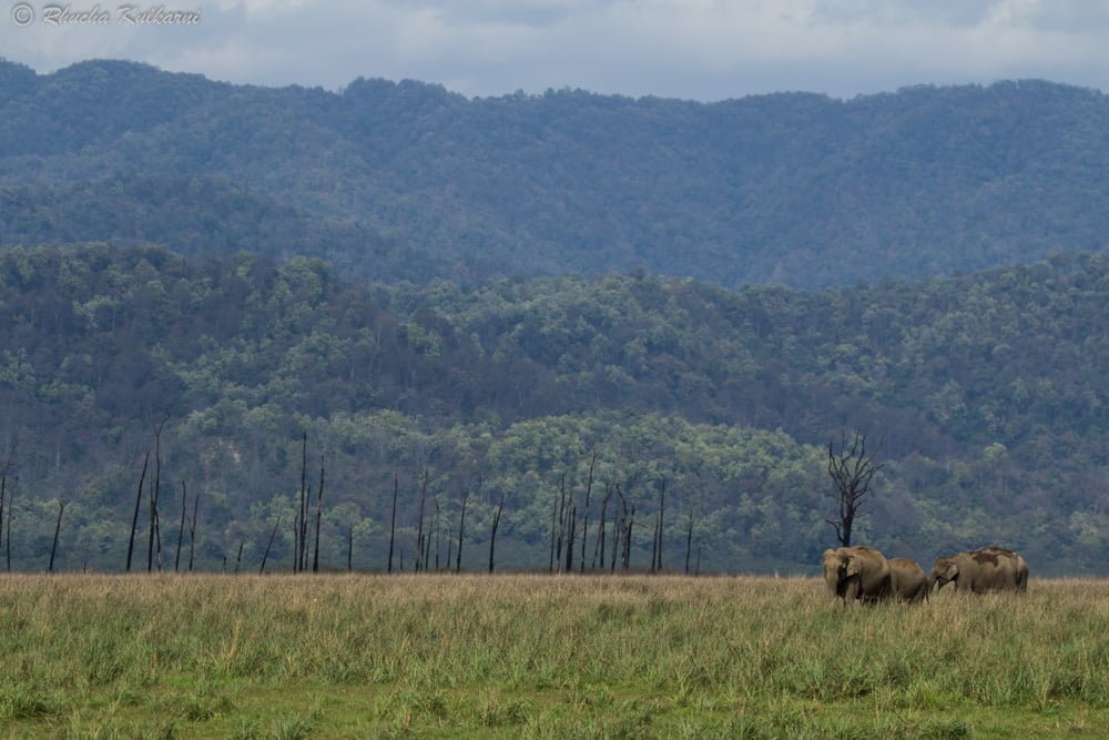 Face off – The wild ways of Jim Corbett National Park