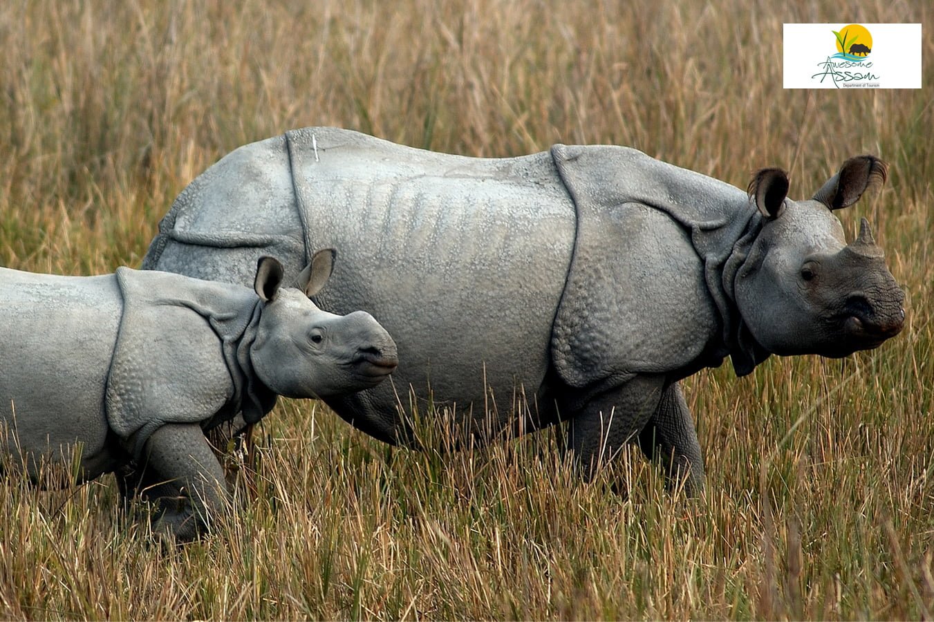 Exploring Assam: Kamakhya to Majuli via Kaziranga National Park