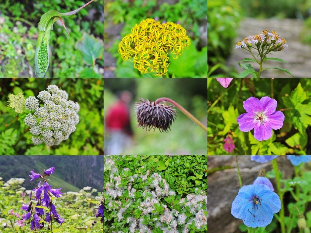 flowers in Valley of flowers Uttarakhand