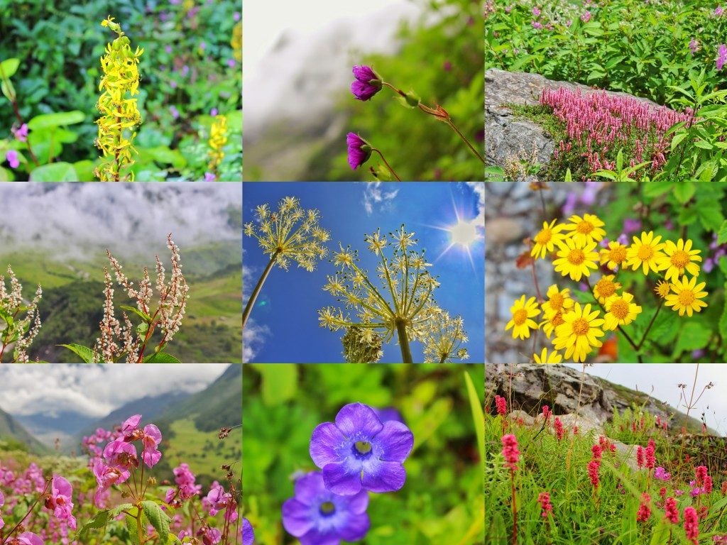 flowers in Valley of flowers Uttarakhand