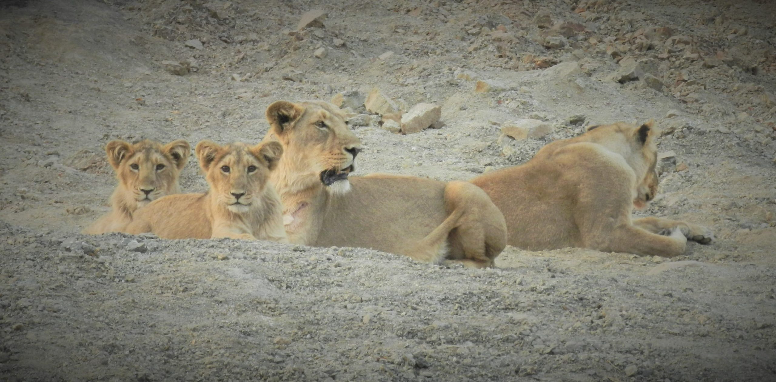 GIR: The Asiatic Lion’s retreat