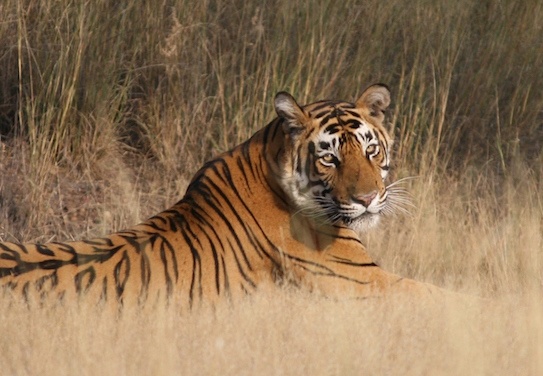 10 Wildlife Sanctuaries In Rajasthan