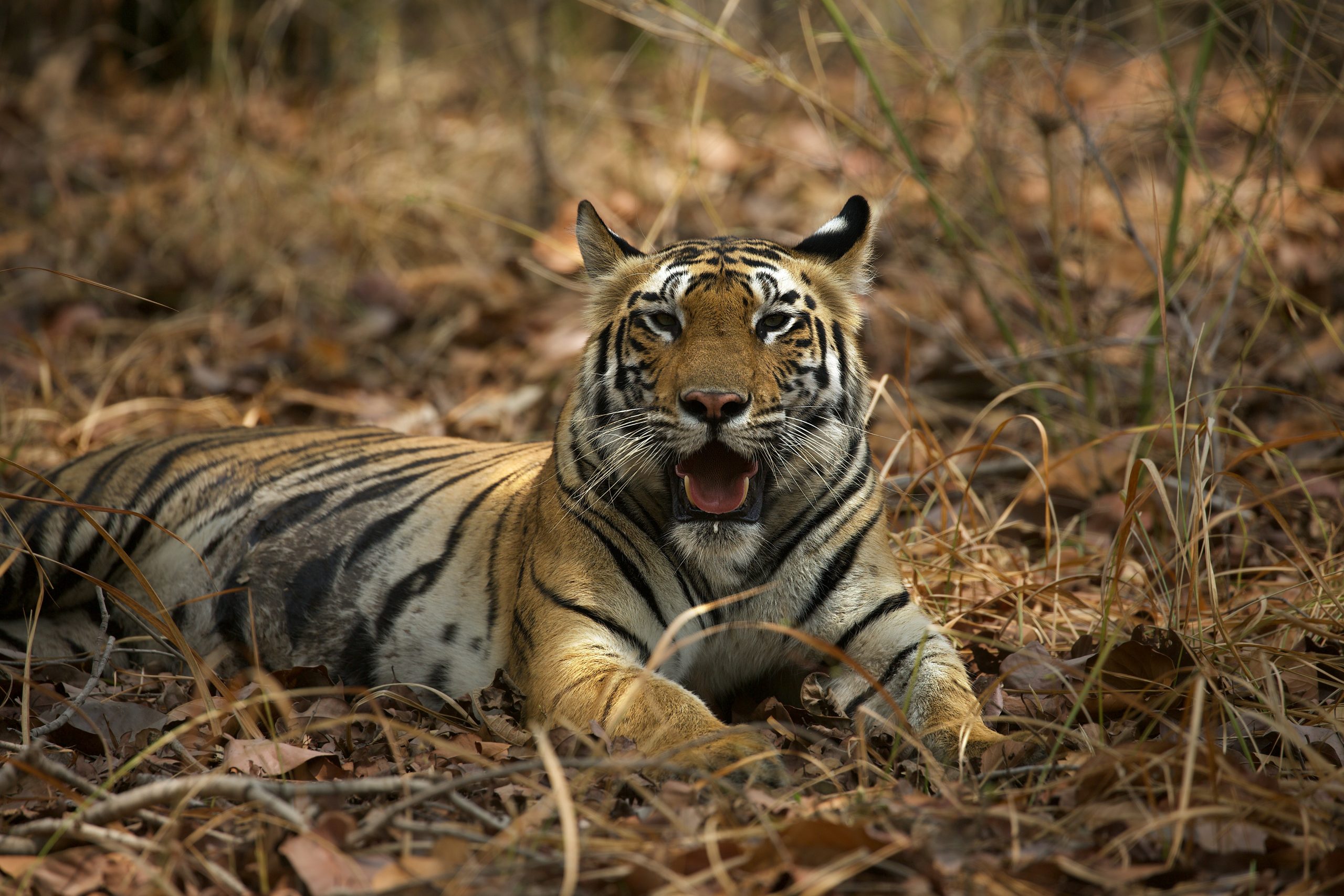 Experience an Epic Tiger Safari From Above!